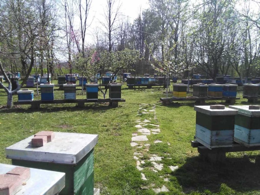 Semberski pčelari zadovoljno trljaju ruke:  Ovo je jedna od rekordnih pčelarskih godina