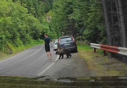 Jeziv susret na putu: Medvjed prišao čovjeku na nekoliko centimetara (Video)