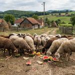 Nova praksa u Gradišci: Ovce hrane dinjama, a konje lubenicama (Foto)