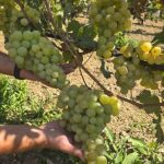 Vinogradari očekuju rekordni kvalitet: Berba grožđa u Srpskoj stiže ranije