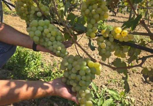 Vinogradari očekuju rekordni kvalitet: Berba grožđa u Srpskoj stiže ranije