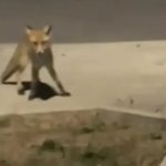 Lisice “patroliraju” Banjalukom: Prizori iz naselja Ada uznemirili građane VIDEO