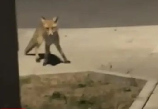 Lisice “patroliraju” Banjalukom: Prizori iz naselja Ada uznemirili građane VIDEO