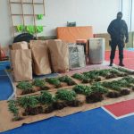 Detalji akcije u Bijeljini: Policija otkrila plantažu sa 206 stabljika indijske konoplje i kokain
