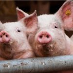 Iz dana u dan pada cijena prasića: Evo gdje kilogram žive vage košta samo 4 KM