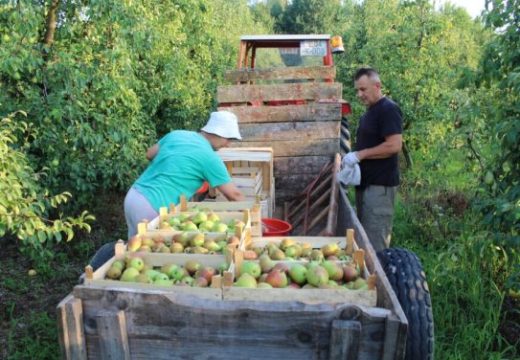 „Najbolji su radnici iz Srbije“:  Kolika je dnevnica berača šljiva u Semberiji?