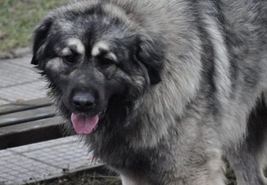 Užas u Mladenovcu: Šarplaninac napao osmogodišnju djevojčicu