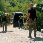 Velika akcija FUP-a kod Mostara: Na 12 plantaža pronađeno 1.679 stabljika kanabisa