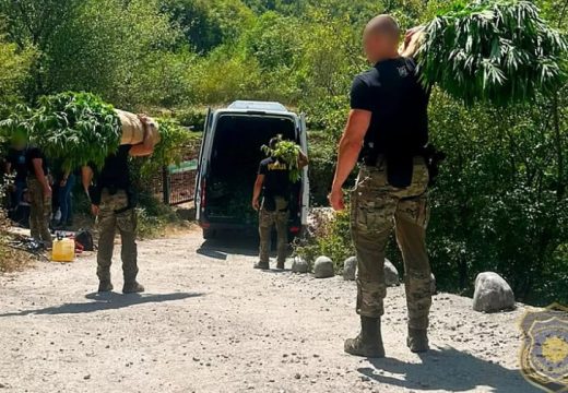 Velika akcija FUP-a kod Mostara: Na 12 plantaža pronađeno 1.679 stabljika kanabisa