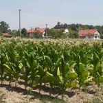 Semberija: Suša obrala i duvan