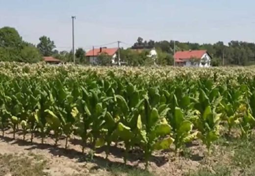 Semberija: Suša obrala i duvan