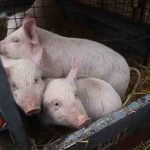 Domaćin našao genijalno rješenje za ljetnu žegu: Zbog poteza u štali, mnogi bi rado zamijenili mjesto sa njegovim prasićima