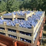 Bakajlić: Dnevnica za branje šljiva u Semberiji do 130 KM, a imaju i doručak, kafu, sladoled, kolače…