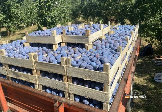Bakajlić: Dnevnica za branje šljiva u Semberiji do 130 KM, a imaju i doručak, kafu, sladoled, kolače…