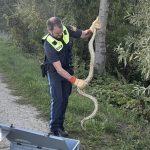 Njemačka: Žena tokom šetnje kod Dunava ugledala anakondu dugu više od dva metra
