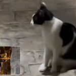 Zanimljivosti: Snimak mačke koja dovodi goste u kafić u Budvi osvojio internet (Video)