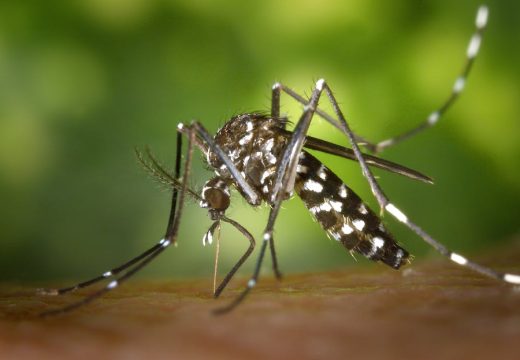 Zaboravite hemiju: Ovako možete otjerati komarce