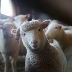 Dijele 1.500 ovaca: Velika akcija na istoku Republike Srpske