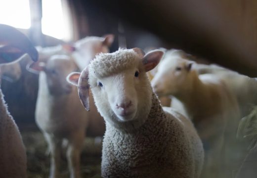 Dijele 1.500 ovaca: Velika akcija na istoku Republike Srpske