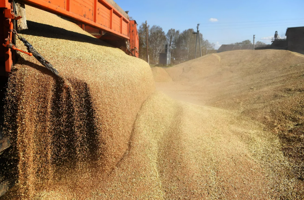 Пшеница у солидном стању: Ево шта је највећи изазов