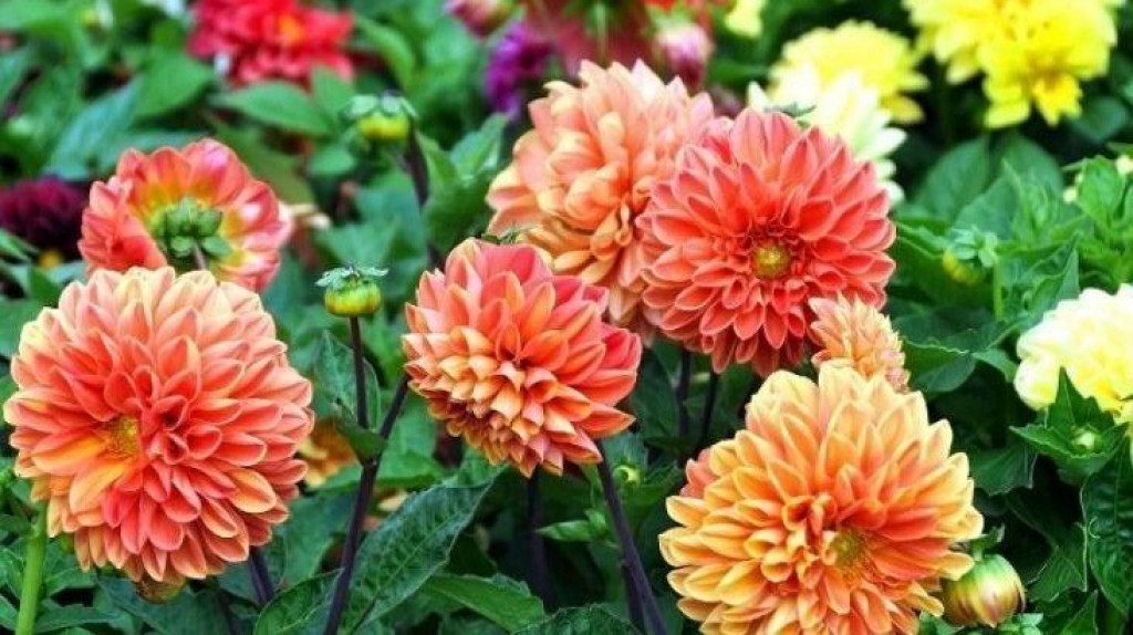 Како заливати цвијеће на температурама вишим од 30 степени