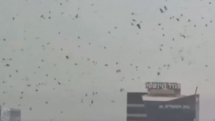 Вране изнад Тел Авива – природни феномен или библијско предсказање
