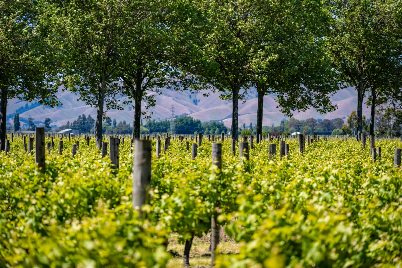 Alla scoperta di vigne e cantine per un’armonia biodiverse