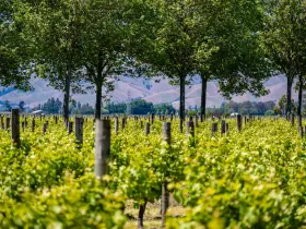 Alla scoperta di vigne e cantine per un’armonia biodiverse