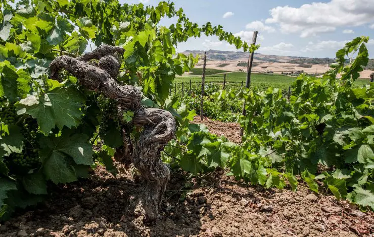 Vigneti in rovina e tecniche sperimentali minacciano natura
