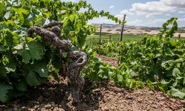 Vigneti in rovina e tecniche sperimentali minacciano natura