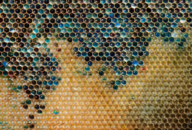 Api e miele: i segreti sorprendenti dei loro colori unici
