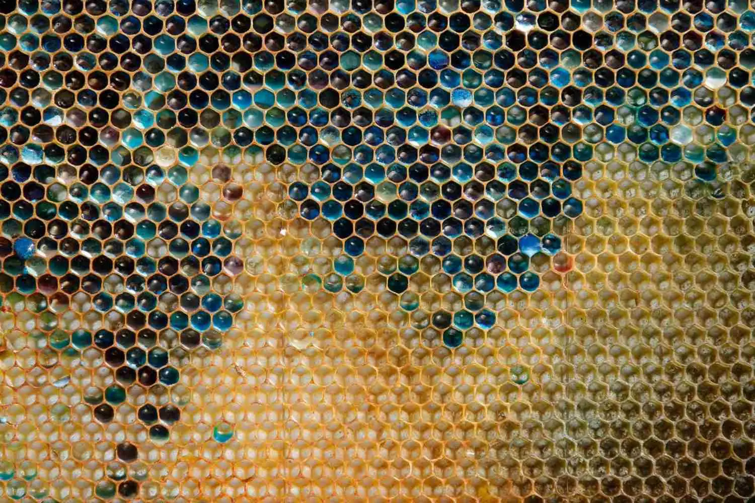 Api e miele: i segreti sorprendenti dei loro colori unici
