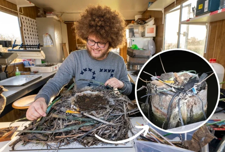 Nidi di plastica anni ’90: come gli uccelli si adattano oggi