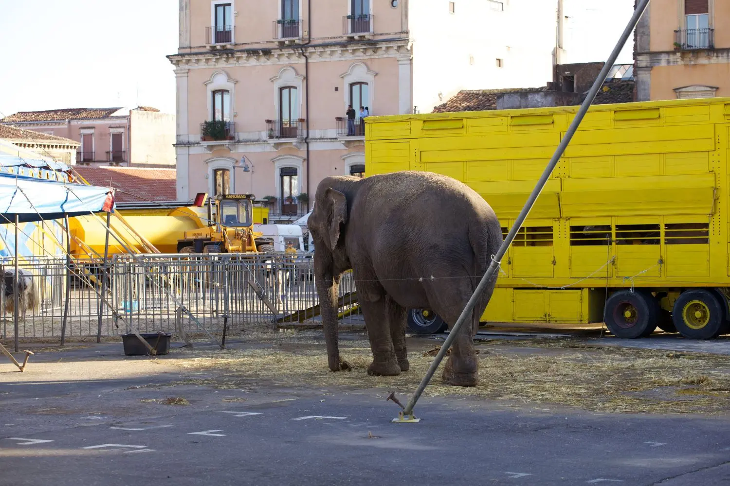 Legge italiana per il divieto degli animali nei circhi