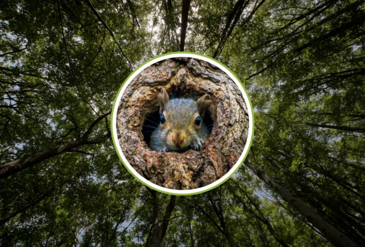 Come gli scoiattoli dimenticoni plasmando le foreste del domani