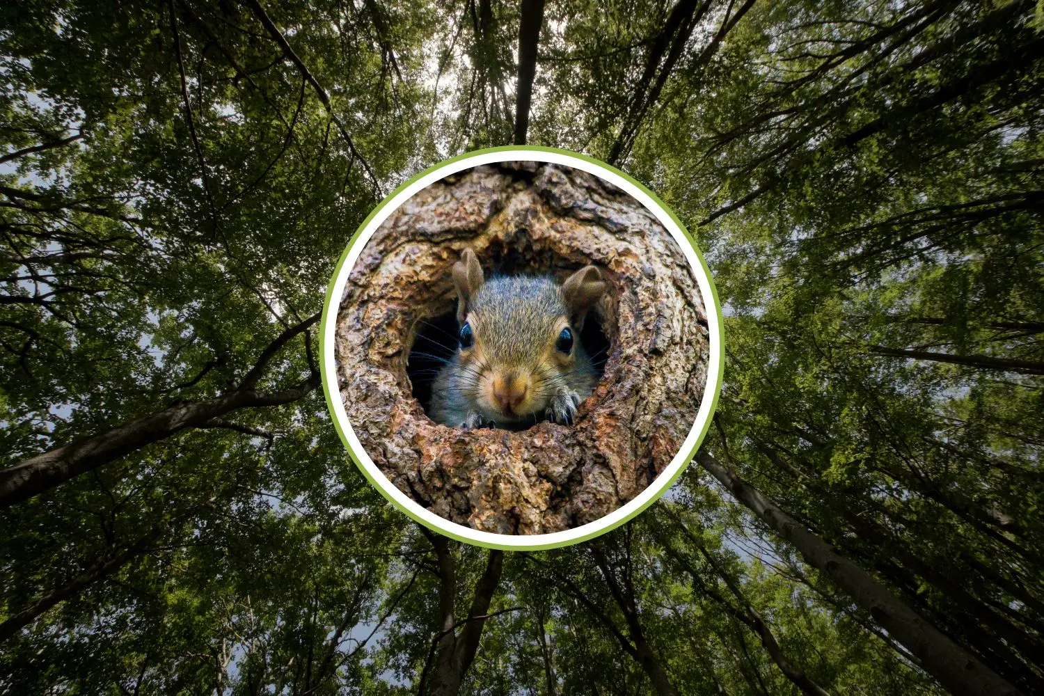Come gli scoiattoli dimenticoni plasmando le foreste del domani