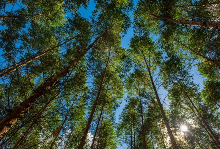 4,5 milioni di alberi per un futuro verde nelle città italiane