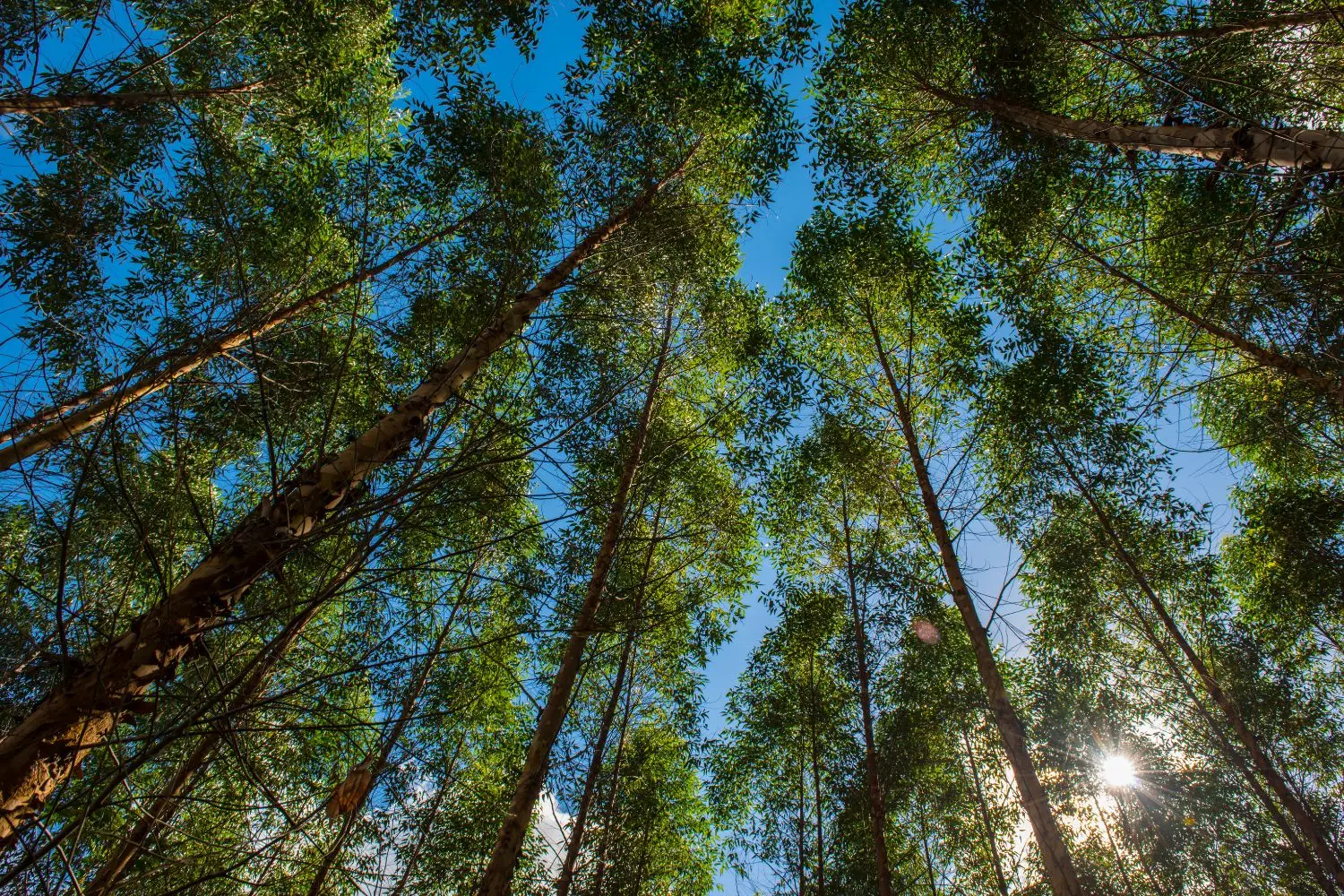 4,5 milioni di alberi per un futuro verde nelle città italiane