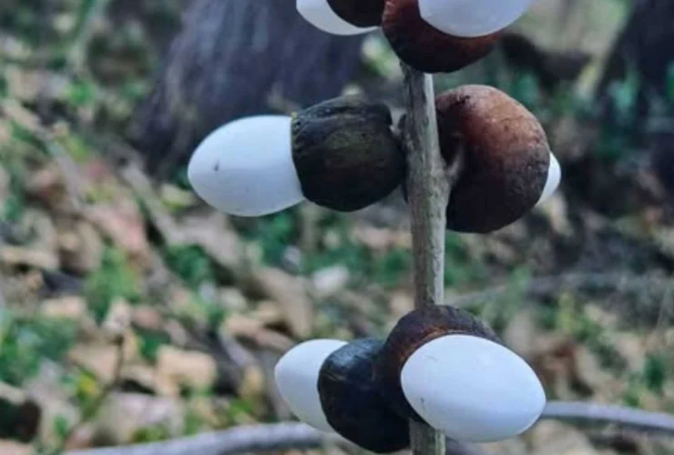 Bhilawa Bianco: un seme che incanta e scotta in un attimo