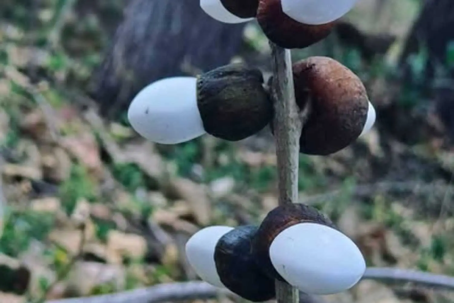 Bhilawa Bianco: un seme che incanta e scotta in un attimo