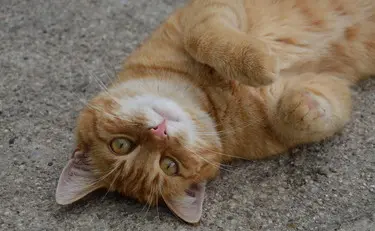 Gatti domestici e aviaria a New York: cosa sapere e come proteggersi