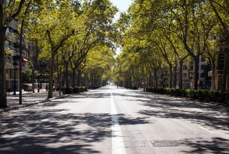 Quattro milioni e mezzo di alberi per il progetto RiforestAzione