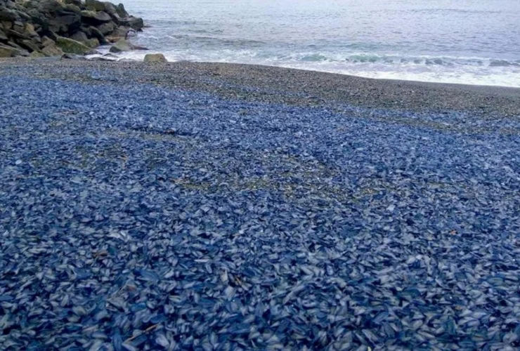Perché le spiagge si colorano di blu? Riflessioni attuali