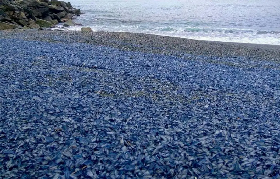 Perché le spiagge si colorano di blu? Riflessioni attuali