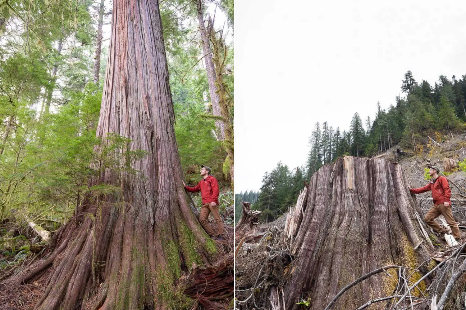 Le immagini emozionanti del disboscamento delle foreste di cedri