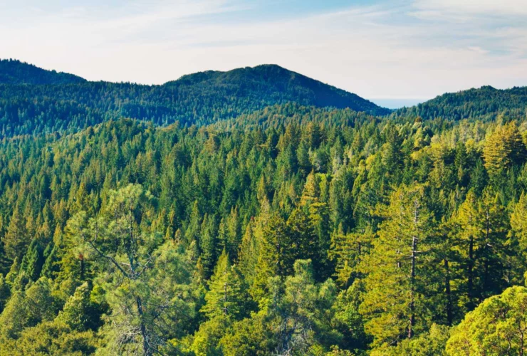 Foreste straordinarie: la Norvegia aumenta il verde in un secolo
