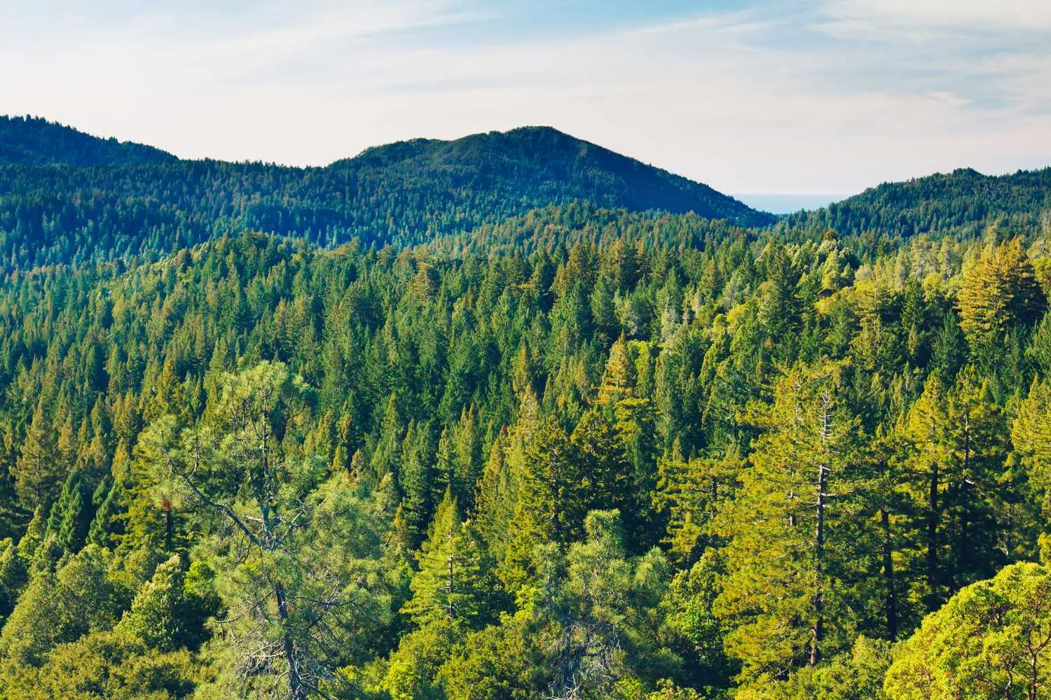 Foreste straordinarie: la Norvegia aumenta il verde in un secolo