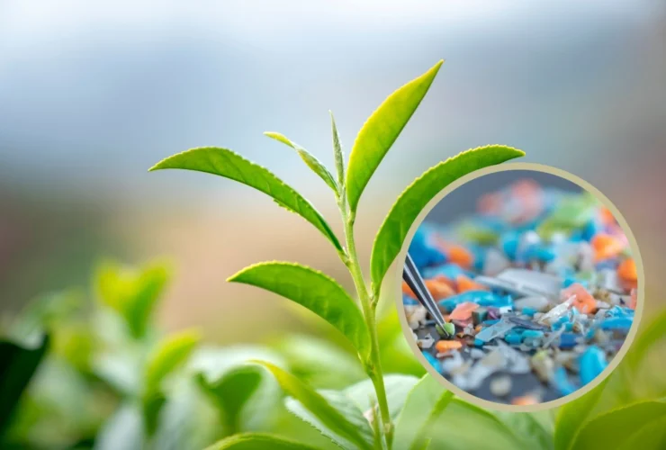Microplastiche e fotosintesi: una minaccia per i raccolti globals