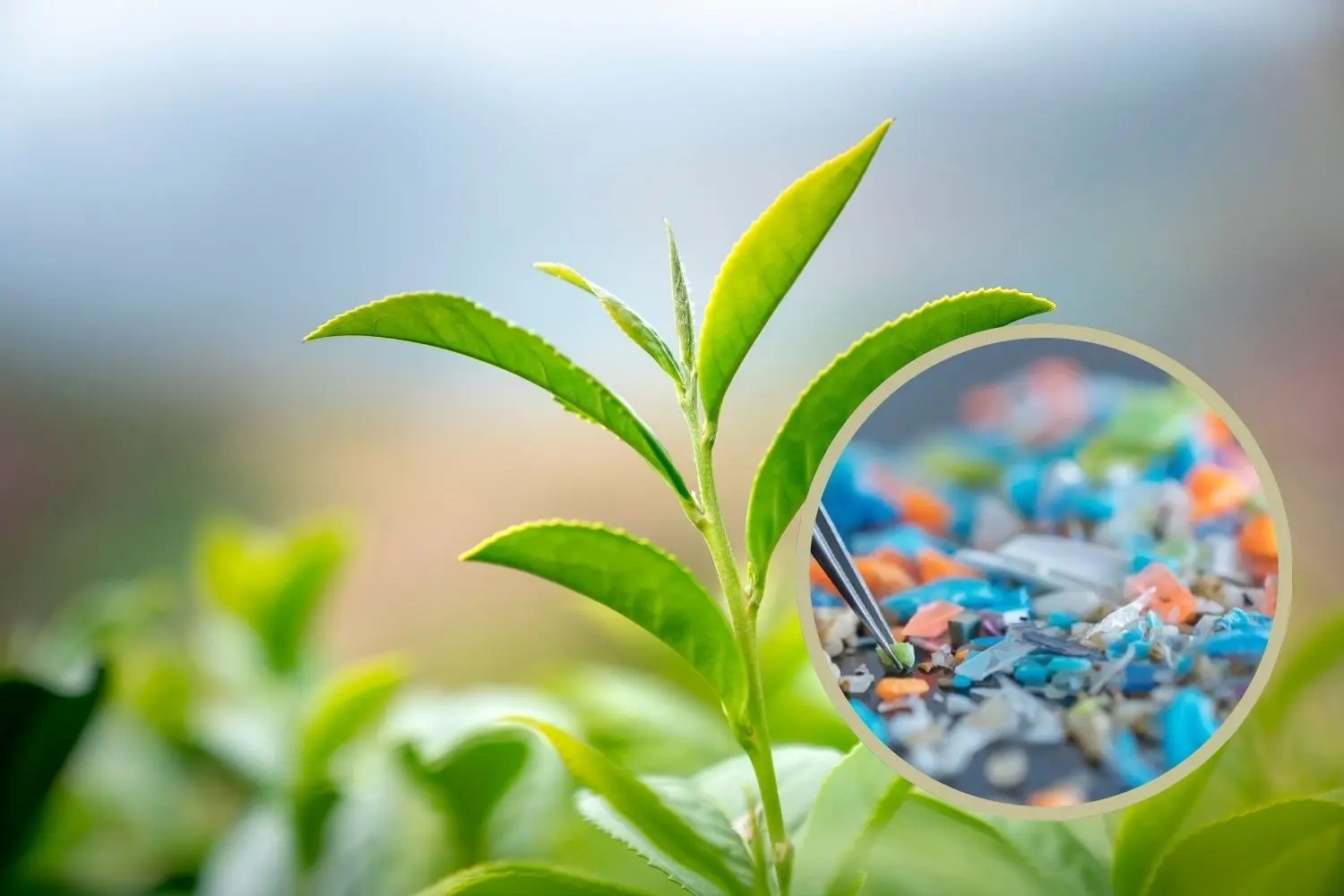 Microplastiche e fotosintesi: una minaccia per i raccolti globals