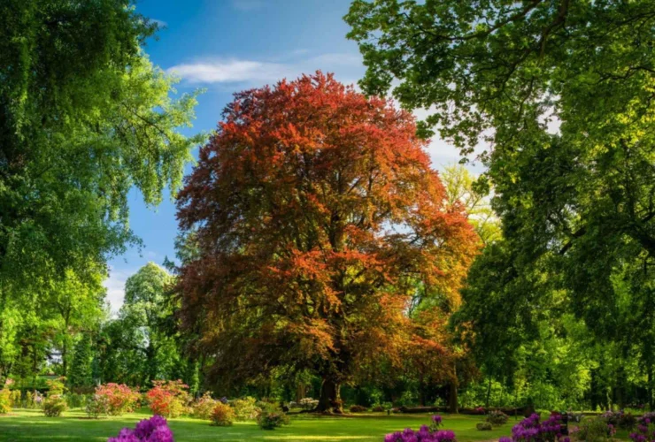 Il faggio secolare vince il premio per albero europeo 2025